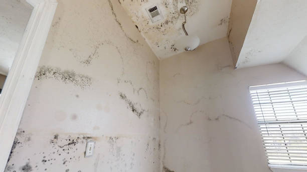 Best Asbestos and Lead Testing During Mold Inspection  in Villas, FL